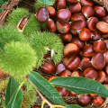 Wholesale Raw Sweet Fresh Chestnut price